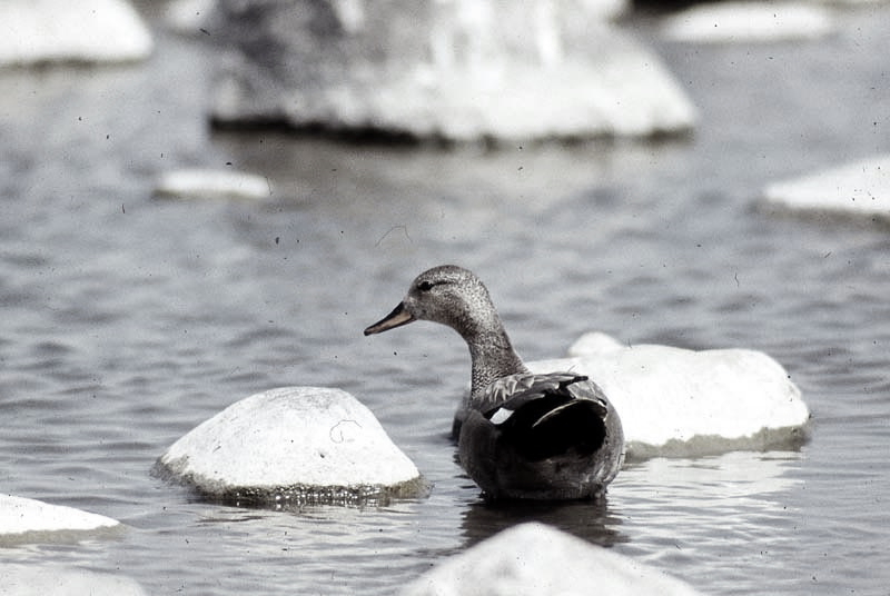 Vgel Waldvgel Naturfotografie