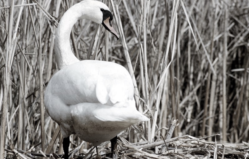 Vgel Waldvgel Naturfotografie