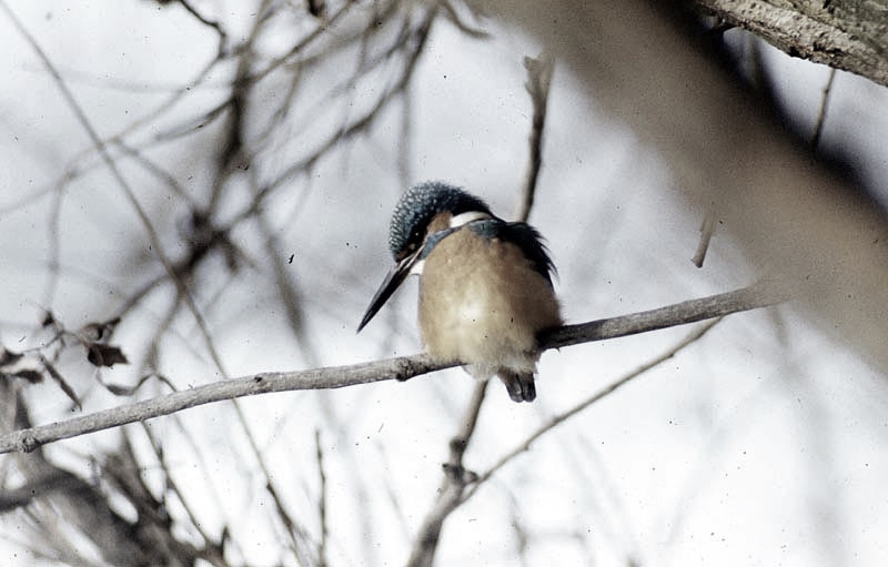 Vgel Waldvgel Naturfotografie