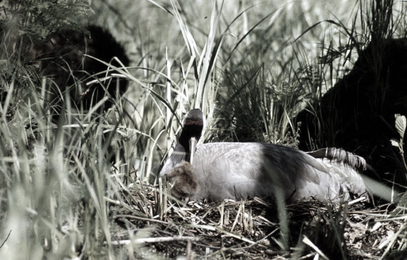 Vgel Waldvgel Naturfotografie