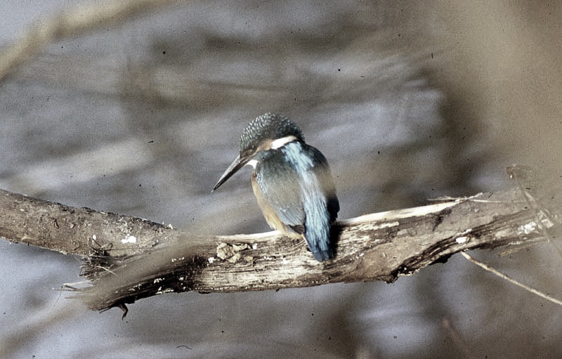 Vgel Waldvgel Naturfotografie