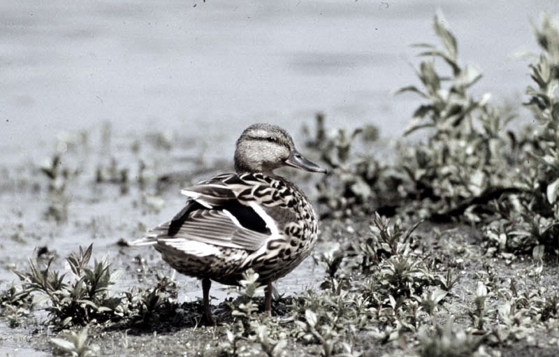 Vgel Waldvgel Naturfotografie