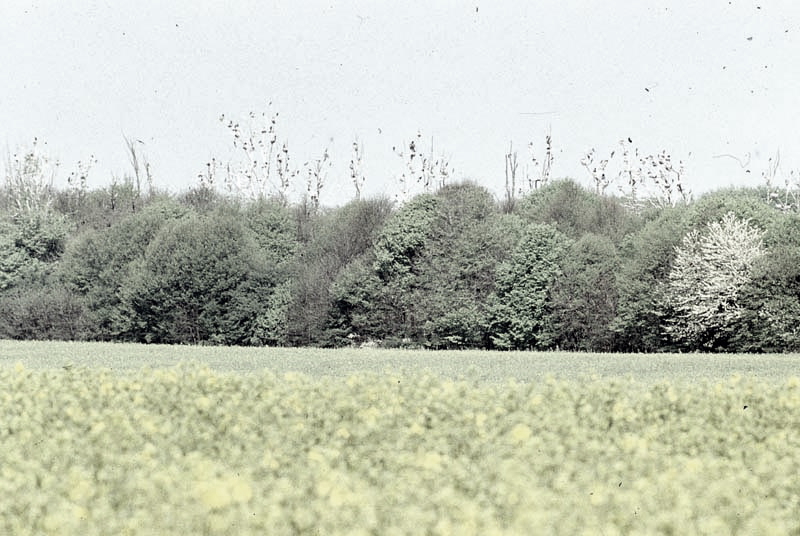 Vgel Waldvgel Naturfotografie