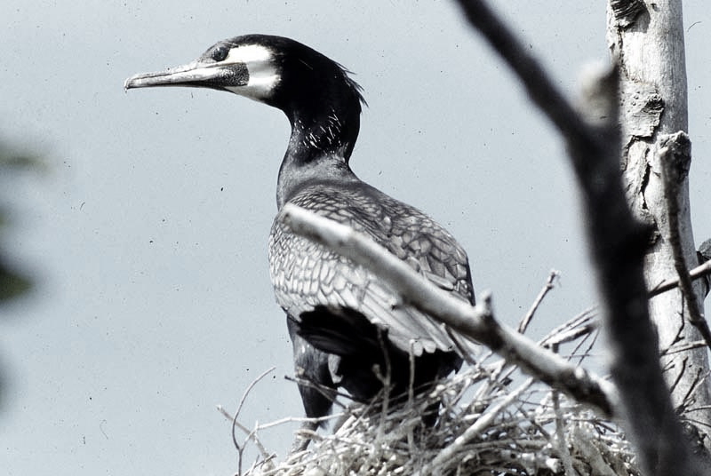 Vgel Waldvgel Naturfotografie