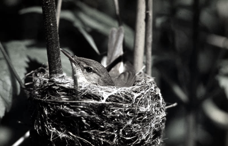 Vgel Waldvgel Naturfotografie