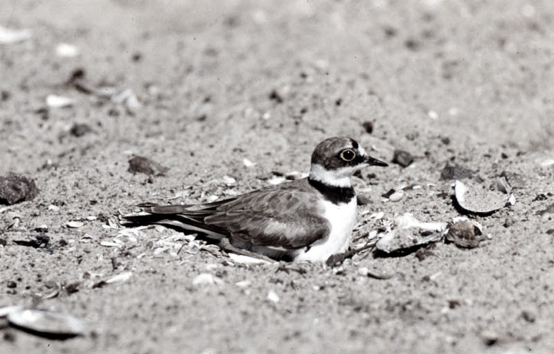 Vgel Waldvgel Naturfotografie