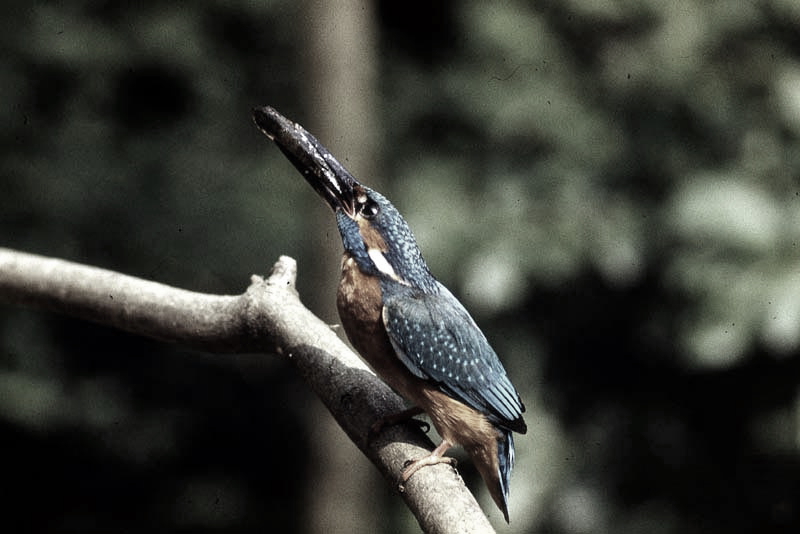 Vgel Waldvgel Naturfotografie