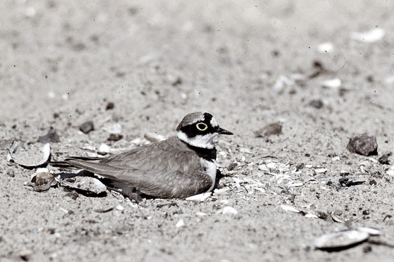 Vgel Waldvgel Naturfotografie