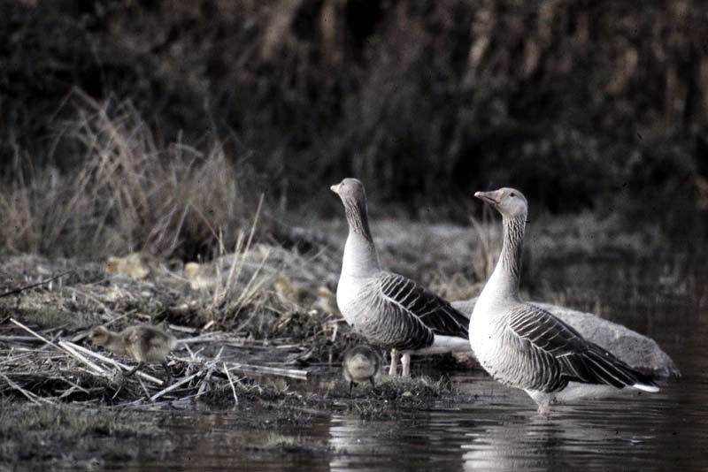 Vgel Waldvgel Naturfotografie