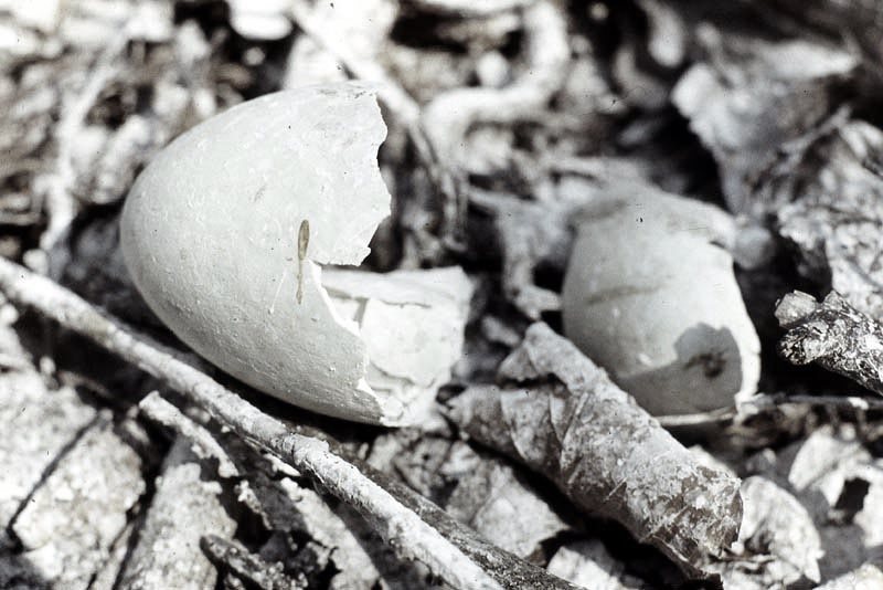 Vgel Waldvgel Naturfotografie