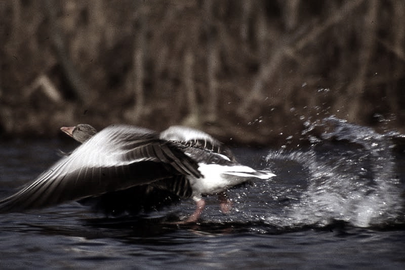 Vgel Waldvgel Naturfotografie