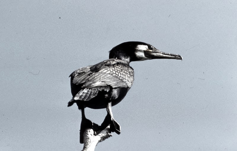 Vgel Waldvgel Naturfotografie