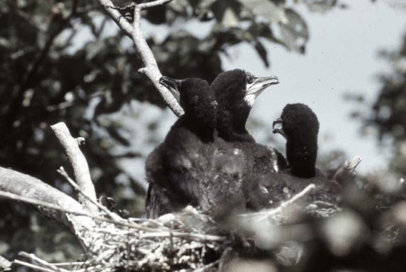 Vgel Waldvgel Naturfotografie