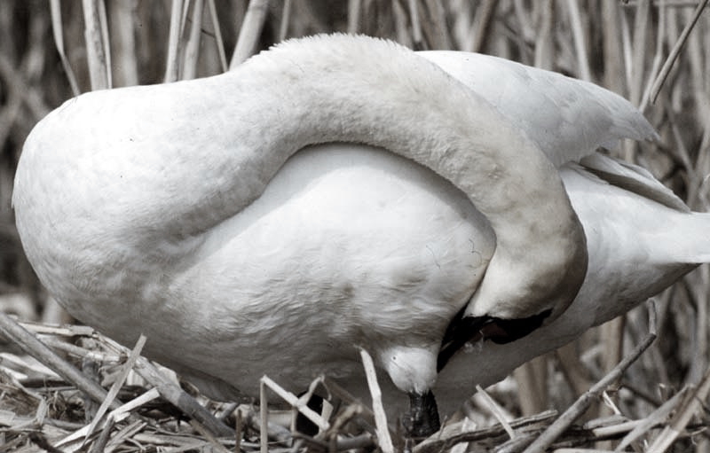 Vgel Waldvgel Naturfotografie