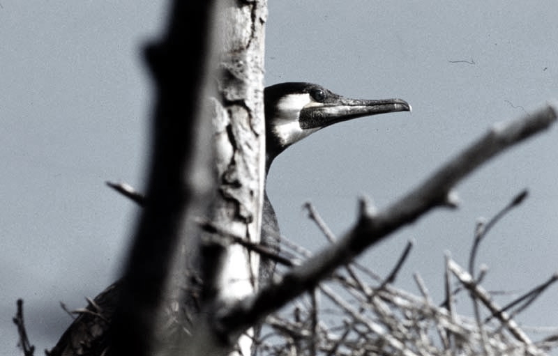 Vgel Waldvgel Naturfotografie