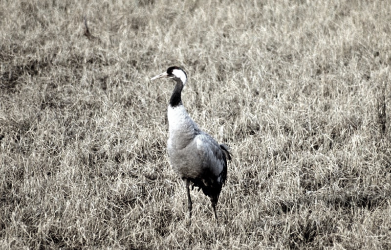 Vgel Waldvgel Naturfotografie