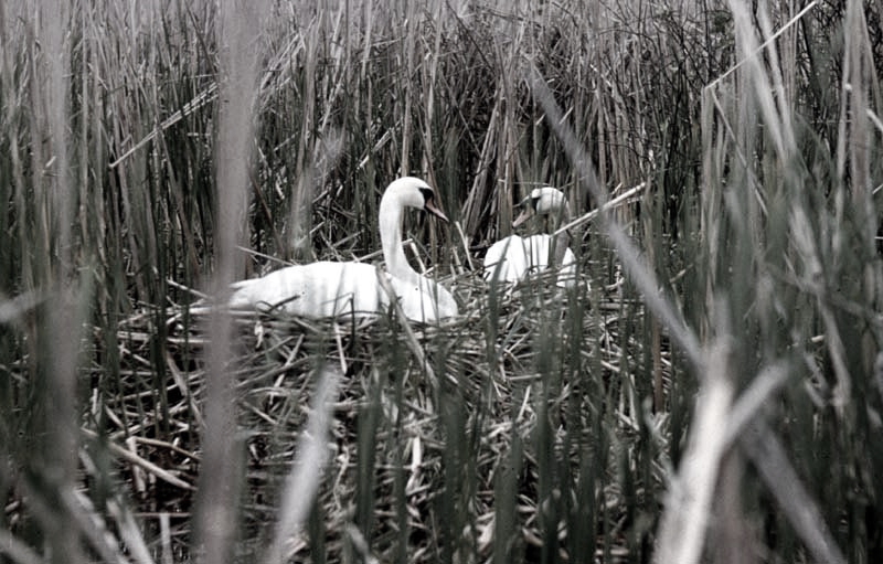 Vgel Waldvgel Naturfotografie