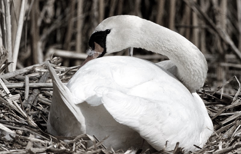 Vgel Waldvgel Naturfotografie