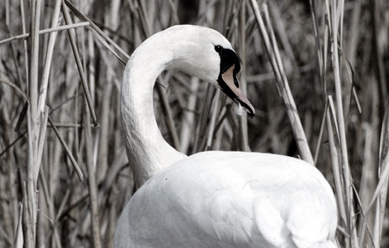 Vgel Waldvgel Naturfotografie