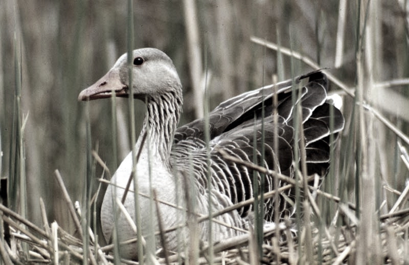 Vgel Waldvgel Naturfotografie