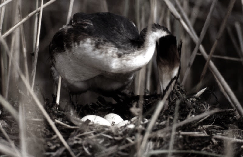 Vgel Waldvgel Naturfotografie