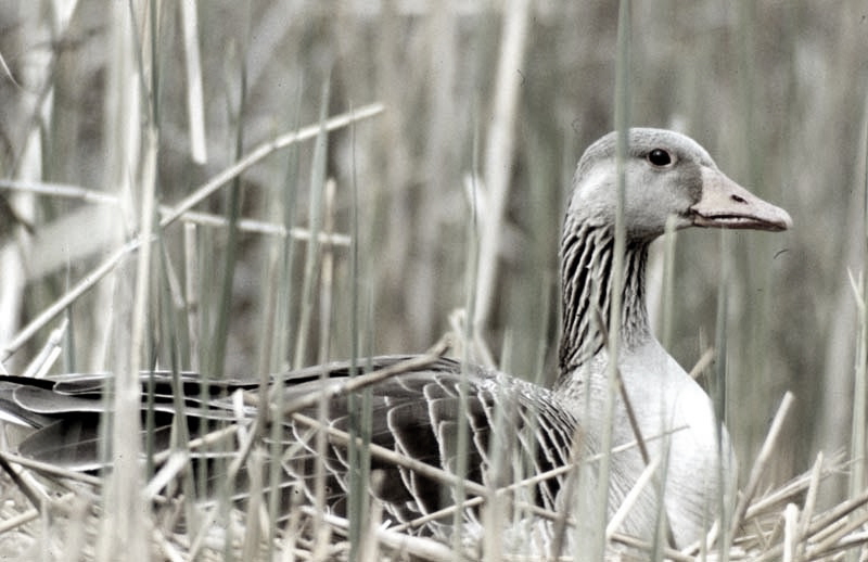 Vgel Waldvgel Naturfotografie