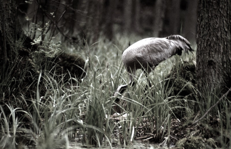 Vgel Waldvgel Naturfotografie