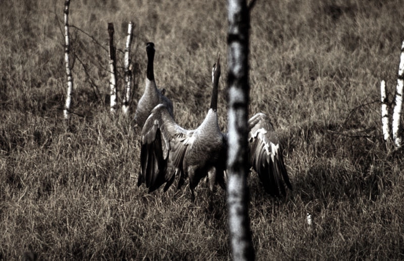 Vgel Waldvgel Naturfotografie