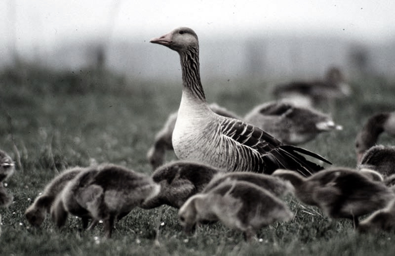 Vgel Waldvgel Naturfotografie