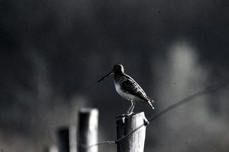 Vgel Waldvgel Naturfotografie