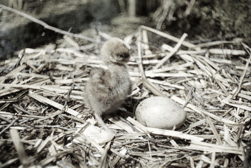 Vgel Waldvgel Naturfotografie