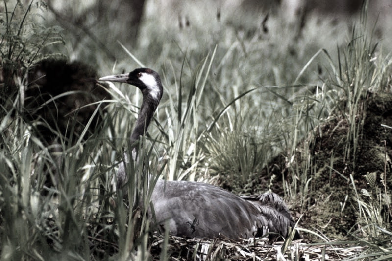 Vgel Waldvgel Naturfotografie