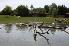 Vogelpark Marlow Ostseekueste