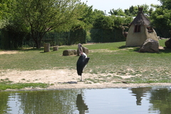 Vogelpark Marlow Ostseekueste