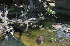 Vogelpark Marlow Ostseekueste