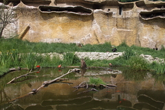 Vogelpark Marlow Ostseekueste