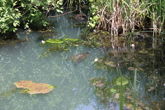 Vogelpark Marlow Ostseekueste