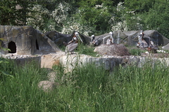 Vogelpark Marlow Ostseekueste