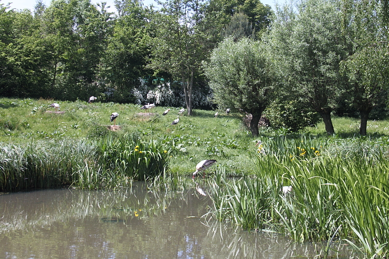 Vogelpark Marlow Ostseekueste