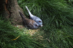 Vogelpark Marlow Ostseekueste