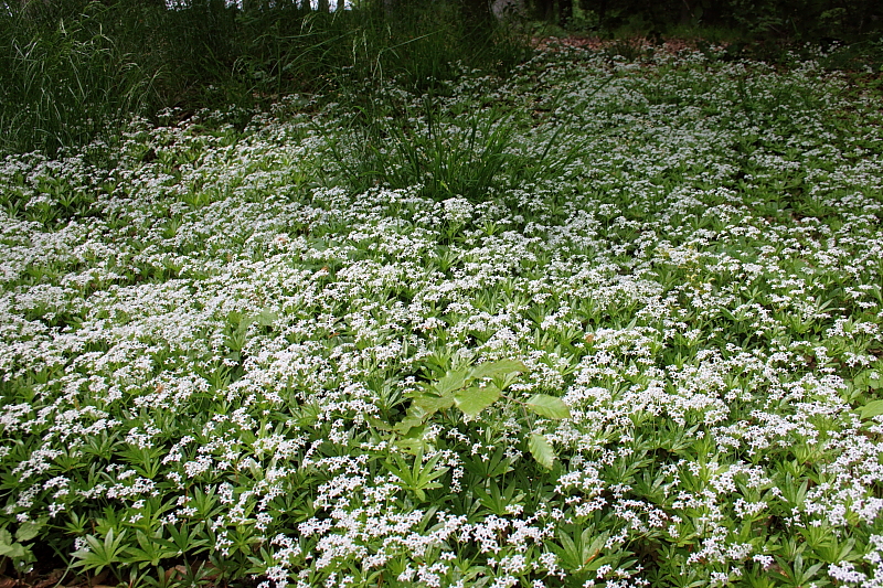 Waldmeister (Galium odoratum)