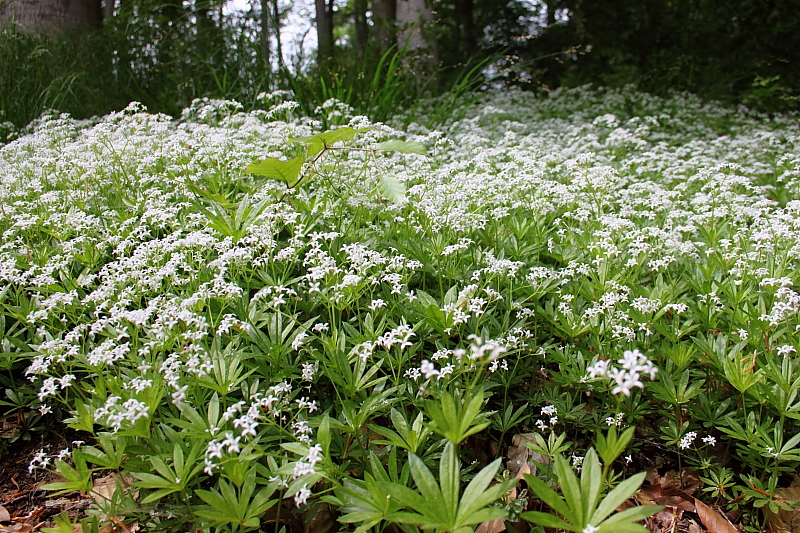 Waldmeister (Galium odoratum)