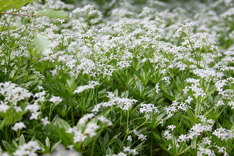 Waldmeister (Galium odoratum)