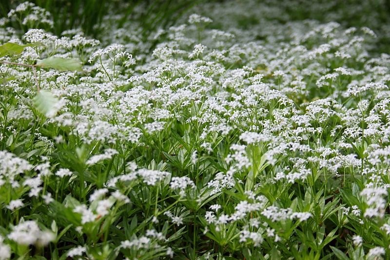 Waldmeister (Galium odoratum)