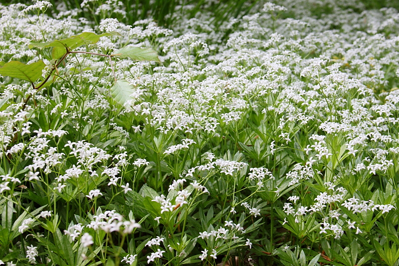 Waldmeister (Galium odoratum)