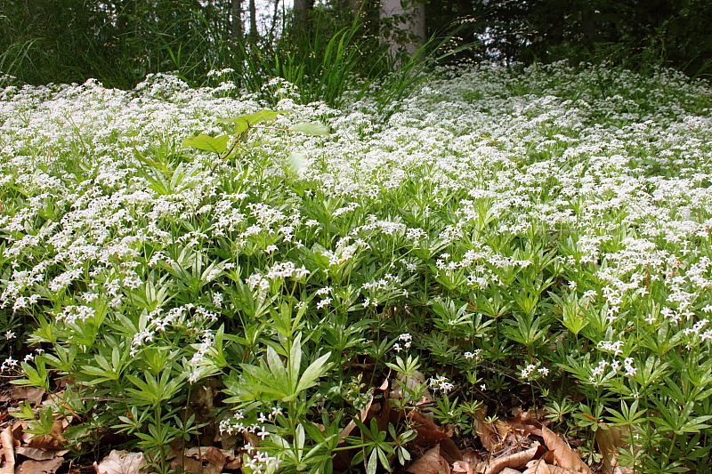 Waldmeister (Galium odoratum)