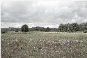 westpeene