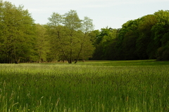 Wiesen Feuchtwiesen