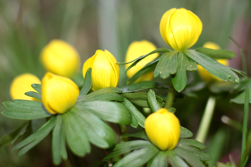 Winterling (Eranthis hyemalis) Hahnenfußgewächs