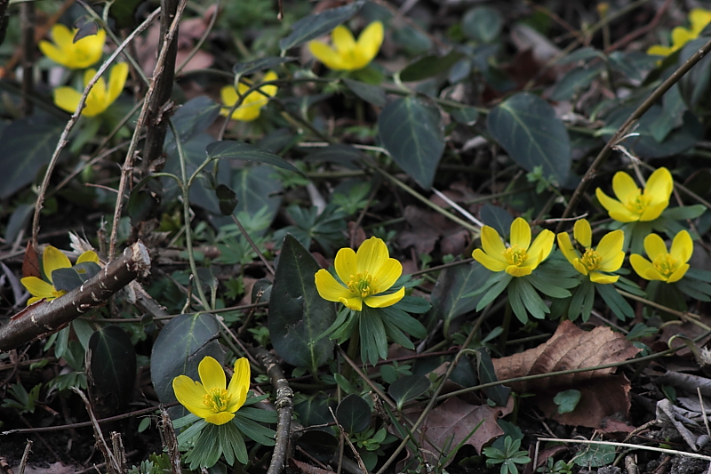 Winterling (Eranthis hyemalis) Hahnenfußgewächs